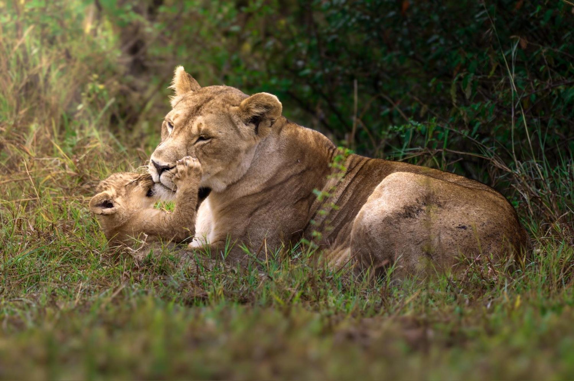 Olkinyei Mara Tented Camp Talek 외부 사진