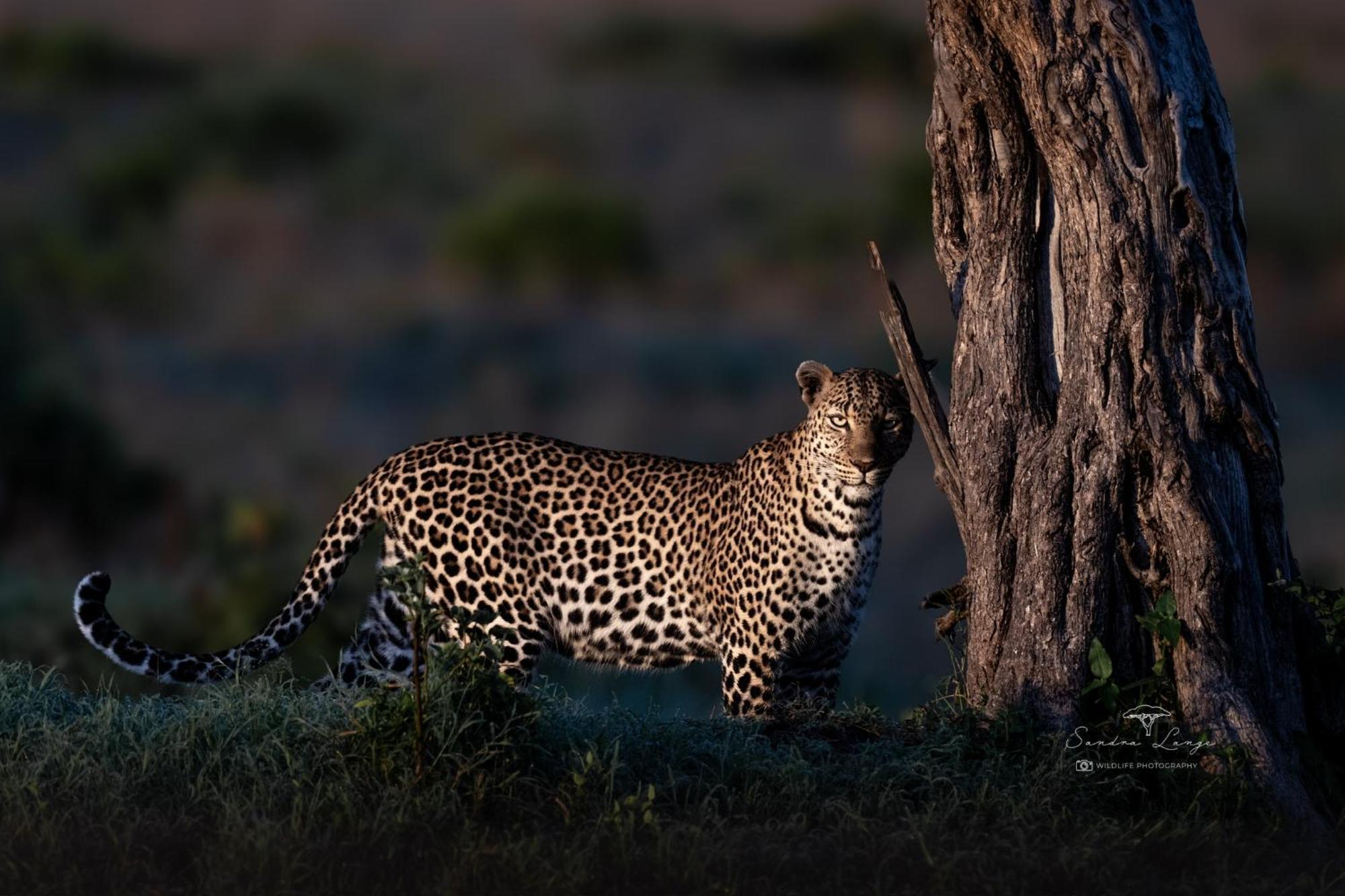 Olkinyei Mara Tented Camp Talek 외부 사진